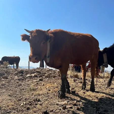 Séjour à la ferme Montesoprano - - - Gym -camping - *